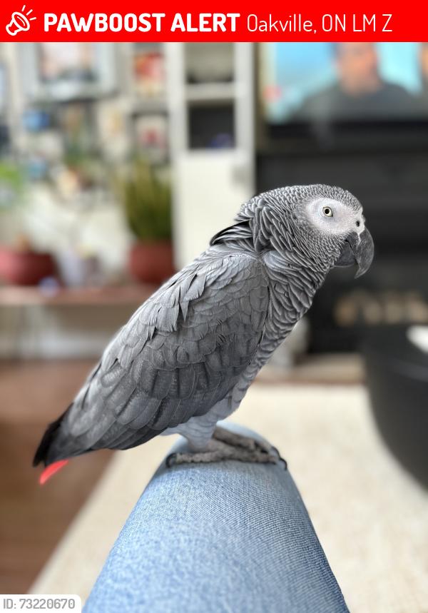 Lost Male Bird last seen Third line and West Oak Trails in Oakville, Oakville, ON L6M 3Z8