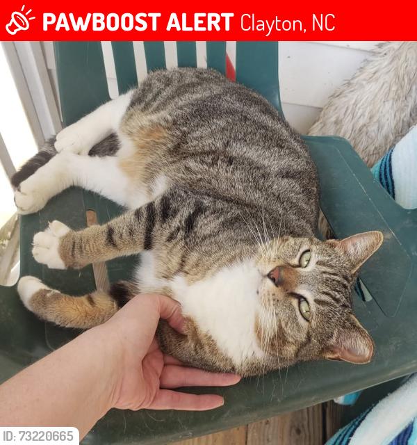 Lost Female Cat last seen Brittney Woods Subdivision, Clayton, NC 27520