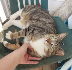 Lost Female Cat last seen Brittney Woods Subdivision, Clayton, NC 27520