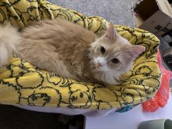 Lost Male Cat last seen Near Pickerington Hills Dr. Pickerington, OH 43147, Pickerington, OH 43147