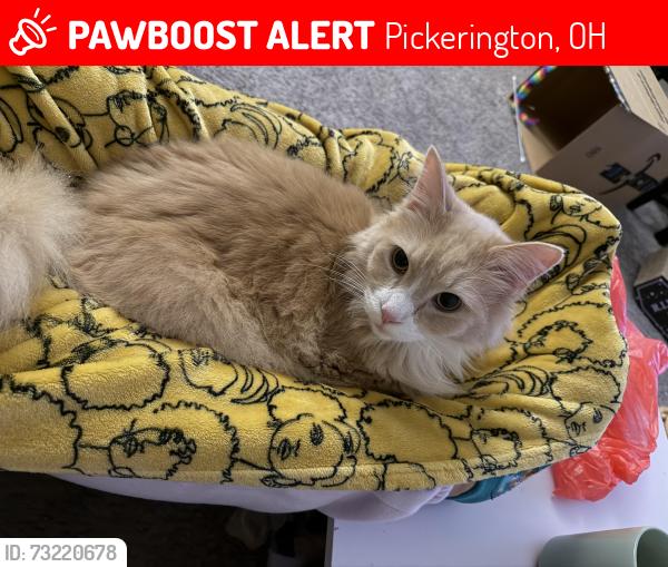 Lost Male Cat last seen Near Pickerington Hills Dr. Pickerington, OH 43147, Pickerington, OH 43147