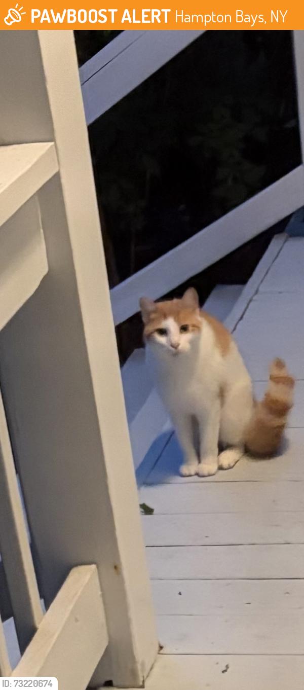 Found/Stray Male Cat last seen Greenleaf Road, Hampton Bays, NY 11946