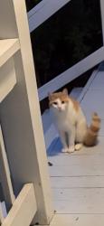 Found/Stray Male Cat last seen Greenleaf Road, Hampton Bays, NY 11946