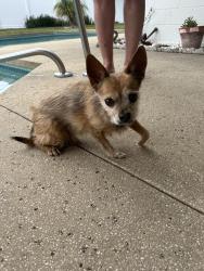 Lost Male Dog last seen Pickering Ct, Orlando, FL 32808, Orlando, FL 32808