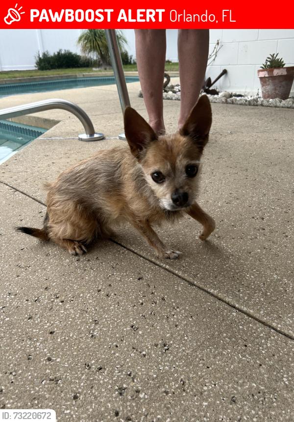 Lost Male Dog last seen Pickering Ct, Orlando, FL 32808, Orlando, FL 32808