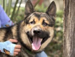 Shelter Stray Male Dog last seen , 957 N Gaffey St, San Pedro, CA 90731, USA
