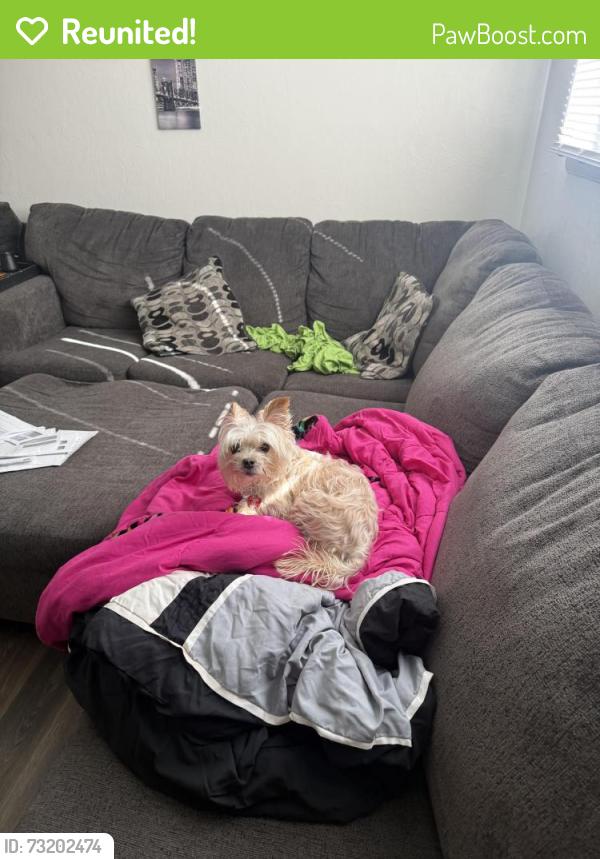 Reunited Male Dog last seen Madison ave, Newport News, VA 23607