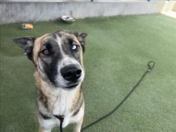 Shelter Stray Female Dog last seen , 11361 W Pico Blvd, Los Angeles, CA 90064, USA