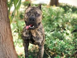 Shelter Stray Male Dog last seen , 957 N Gaffey St, San Pedro, CA 90731, USA