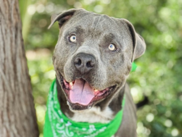 Shelter Stray Male Dog last seen , 957 N Gaffey St, San Pedro, CA 90731, USA