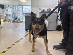Shelter Stray Female Dog last seen , 957 N Gaffey St, San Pedro, CA 90731, USA