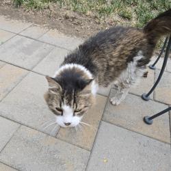 Found/Stray Unknown Cat last seen 13th avenue, Denver, CO 80220