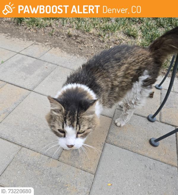 Found/Stray Unknown Cat last seen 13th avenue, Denver, CO 80220