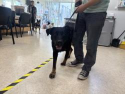 Shelter Stray Male Dog last seen , 957 N Gaffey St, San Pedro, CA 90731, USA