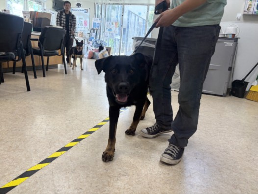 Shelter Stray Male Dog last seen , 957 N Gaffey St, San Pedro, CA 90731, USA