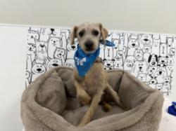 Shelter Stray Male Dog last seen , 957 N Gaffey St, San Pedro, CA 90731, USA