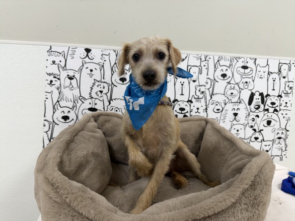 Shelter Stray Male Dog last seen , 957 N Gaffey St, San Pedro, CA 90731, USA
