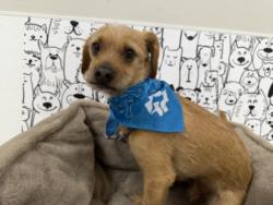 Shelter Stray Male Dog last seen , 957 N Gaffey St, San Pedro, CA 90731, USA