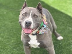 Shelter Stray Female Dog last seen , 957 N Gaffey St, San Pedro, CA 90731, USA