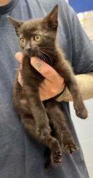 Shelter Stray Male Cat last seen Near Willow Lake Dr NE, Atlanta, GA 30329, 30329, GA, 3280 Chamblee Dunwoody Rd, Chamblee, GA 30341, USA
