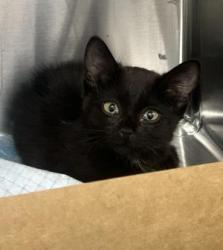 Shelter Stray Female Cat last seen Elmgate Dr and Ellison Dr, Roseville City, CA, 200 Tahoe Ave, Roseville, CA 95678, USA