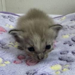Shelter Stray Female Cat last seen Sandy Creek/ Creek Side, Brazos County, TX, 5359 Leonard Rd, Bryan, TX 77807, USA