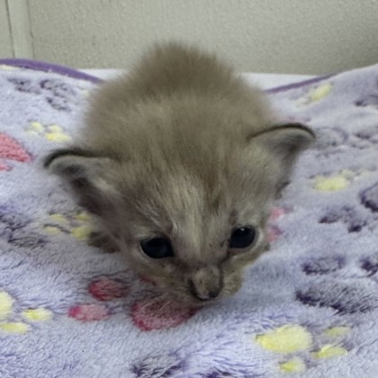 Shelter Stray Female Cat last seen Sandy Creek/ Creek Side, Brazos County, TX, 5359 Leonard Rd, Bryan, TX 77807, USA