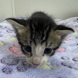 Shelter Stray Male Cat last seen Sandy Creek/ Creek Side, Brazos County, TX, 5359 Leonard Rd, Bryan, TX 77807, USA