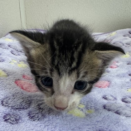 Shelter Stray Male Cat last seen Sandy Creek/ Creek Side, Brazos County, TX, 5359 Leonard Rd, Bryan, TX 77807, USA