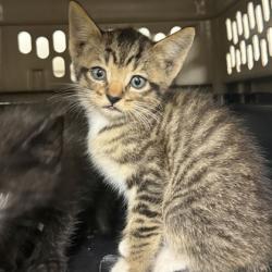Shelter Stray Female Cat last seen Foster RD/ Verloren, Brazos County, TX, 5359 Leonard Rd, Bryan, TX 77807, USA