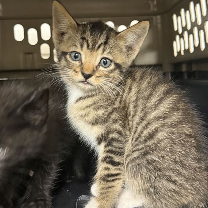 Shelter Stray Female Cat last seen Foster RD/ Verloren, Brazos County, TX, 5359 Leonard Rd, Bryan, TX 77807, USA