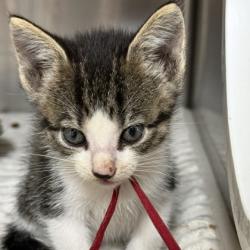 Shelter Stray Female Cat last seen Foster RD/ Verloren, Brazos County, TX, 5359 Leonard Rd, Bryan, TX 77807, USA