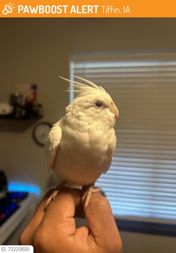 Found/Stray Unknown Bird last seen Creekside Drive, Tiffin, IA 52340
