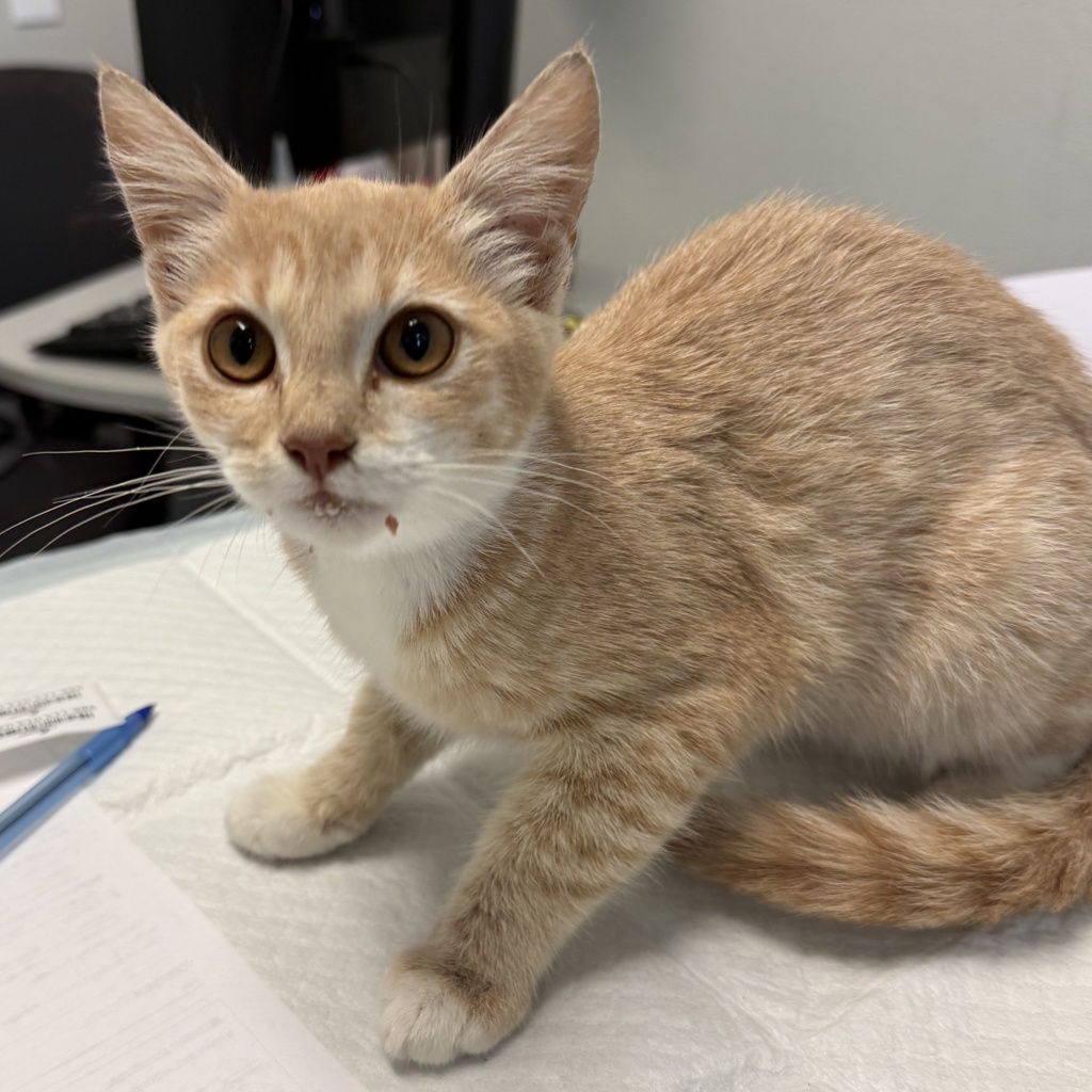 Shelter Stray Female Cat last seen Near Dalby Cove, San Diego, CA, 92126, 5500 Gaines St, San Diego, CA 92110, USA