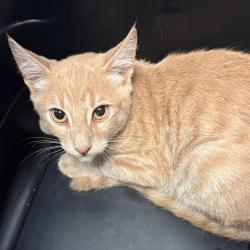 Shelter Stray Male Cat last seen Near Dalby Cove, San Diego, CA, 92126, 5500 Gaines St, San Diego, CA 92110, USA