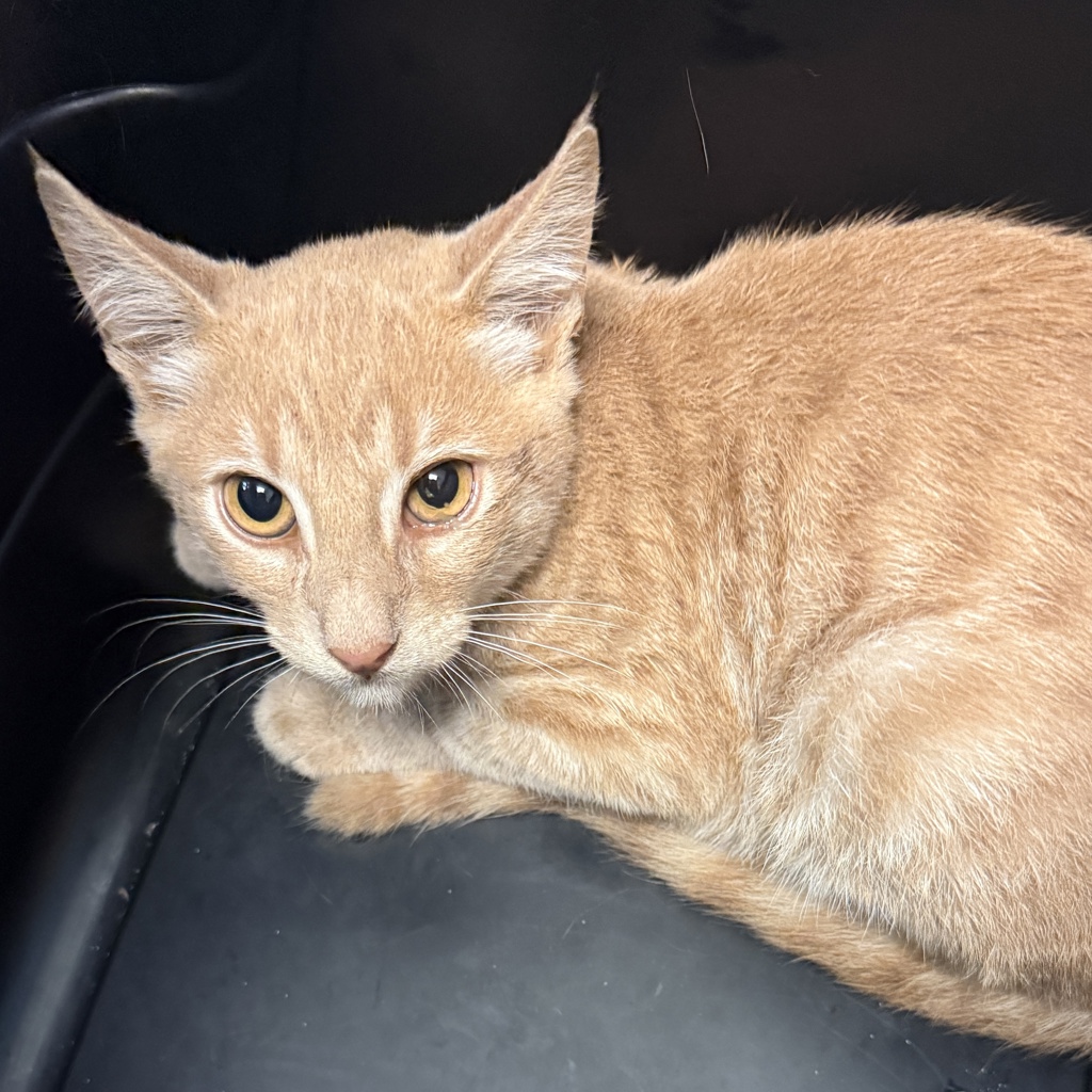 Shelter Stray Male Cat last seen Near Dalby Cove, San Diego, CA, 92126, 5500 Gaines St, San Diego, CA 92110, USA