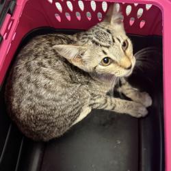 Shelter Stray Female Cat last seen Near Outer Road, San Diego, CA, 92154, 5500 Gaines St, San Diego, CA 92110, USA