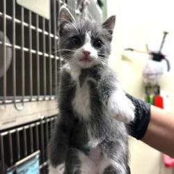 Shelter Stray Male Cat last seen , 361 S Raymond Ave, Pasadena, CA 91105, USA