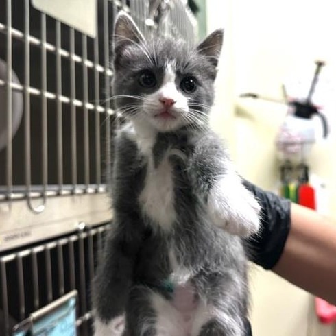 Shelter Stray Male Cat last seen , 361 S Raymond Ave, Pasadena, CA 91105, USA