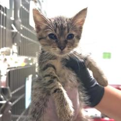 Shelter Stray Female Cat last seen , 361 S Raymond Ave, Pasadena, CA 91105, USA
