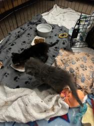 Shelter Stray Male Cat last seen Near Sunnyside Avenue, San Diego, CA, 92114, 5500 Gaines St, San Diego, CA 92110, USA
