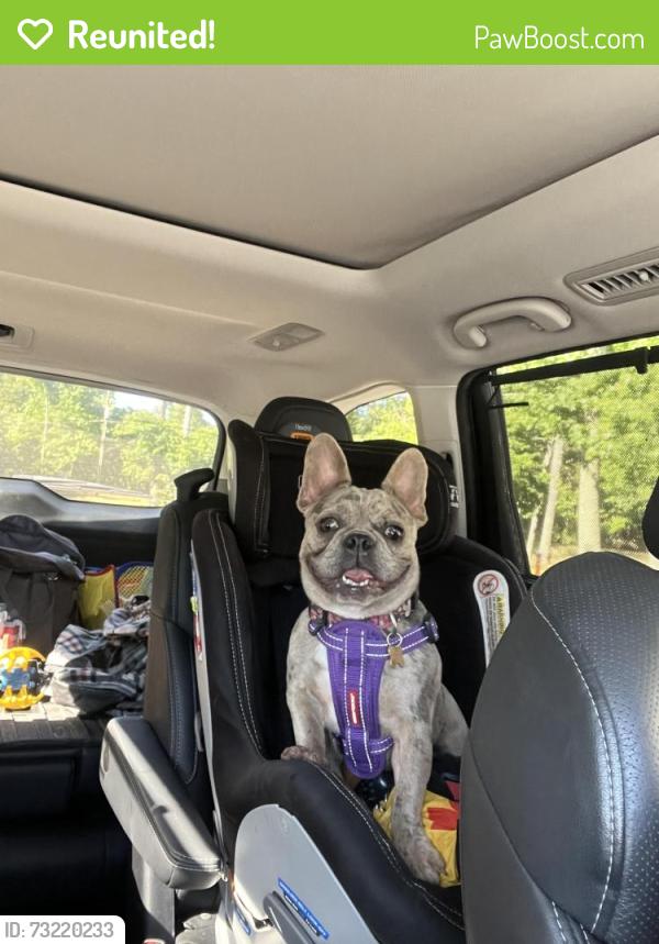 Reunited Female Dog last seen Old Greensboro Hwy, Chapel Hill, NC 27516