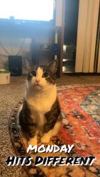 Lost Female Cat last seen Near 23rd ave south, Fargo, ND 58103