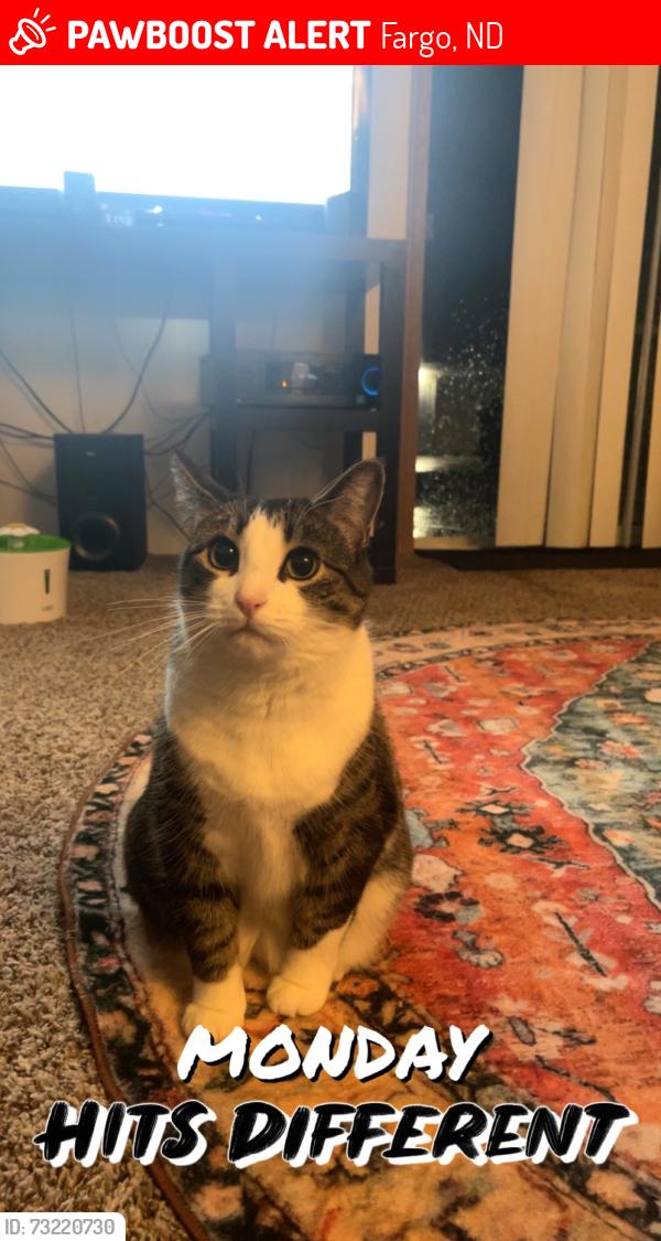 Lost Female Cat last seen Near 23rd ave south, Fargo, ND 58103