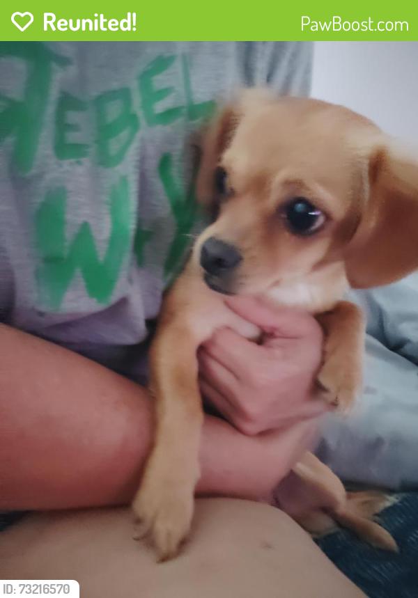 Reunited Female Dog last seen Zachary and Colleen, San Antonio, TX 78228