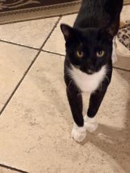 Found/Stray Unknown Cat last seen Lime st and s Hillcrest Avenue, Clearwater, FL 33756