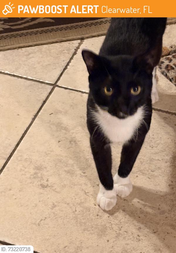 Found/Stray Unknown Cat last seen Lime st and s Hillcrest Avenue, Clearwater, FL 33756