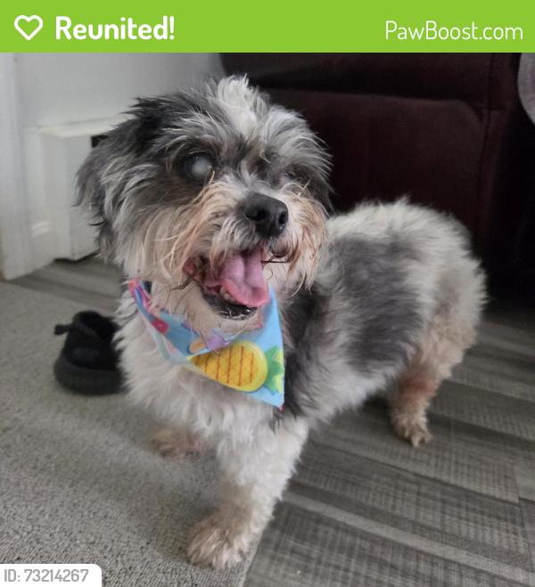 Reunited Male Dog last seen Coolspring Drive & Thistle Drive, Cranston, RI 02920