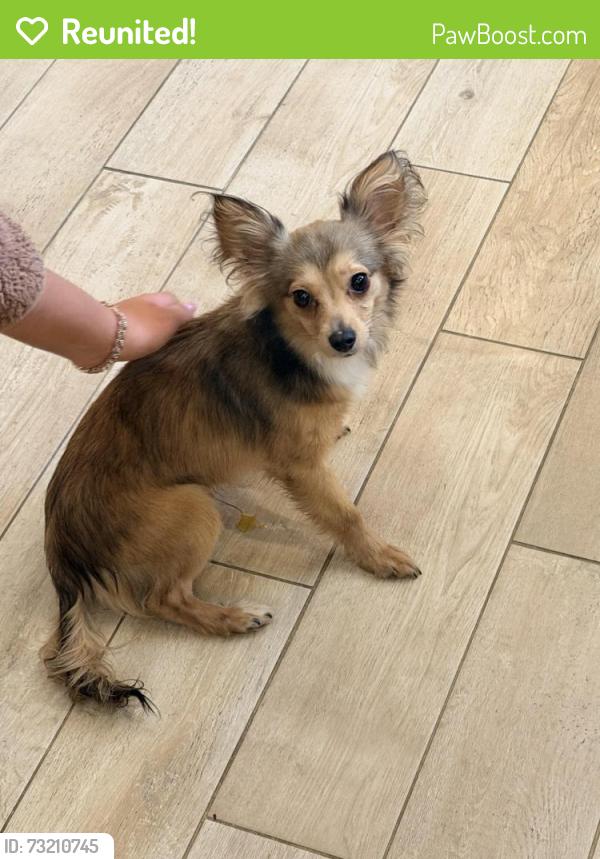 Reunited Male Dog last seen Webb Chapel/Larga, Dallas, TX 75220
