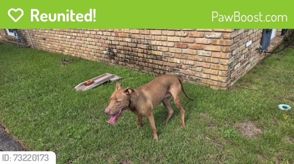 Reunited Female Dog last seen Airport Blvd, Mobile, AL 36608